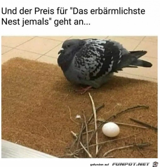 Erbrmliches Nest