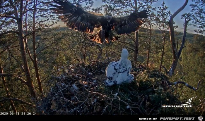 Steinadler mit Nachwuchs