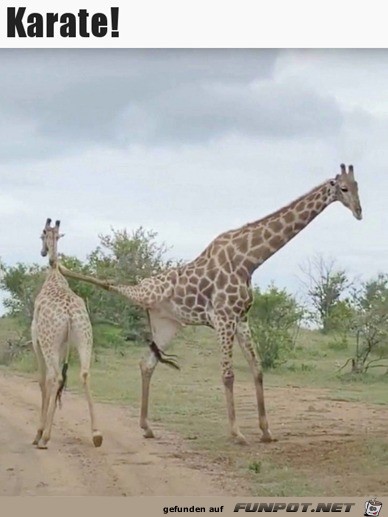 Giraffe kann Karate