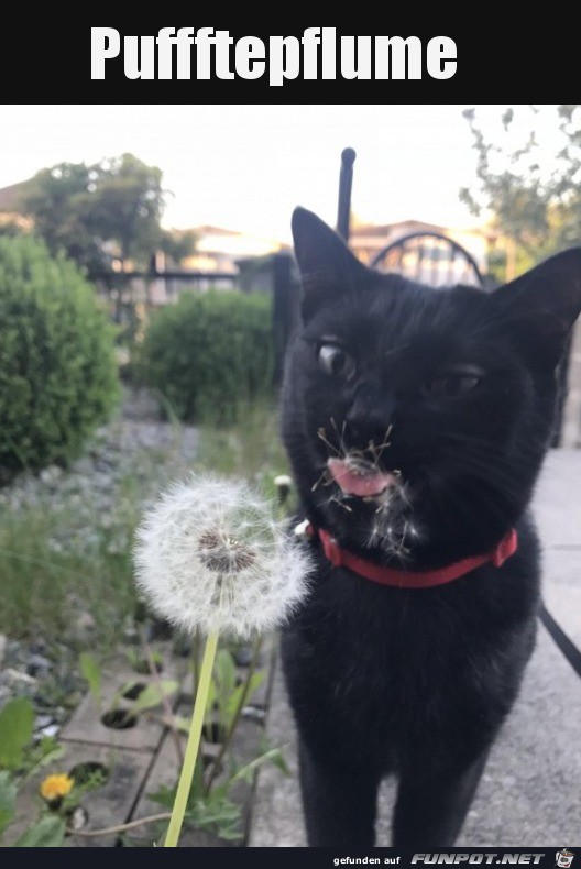 Katze und Pusteblume