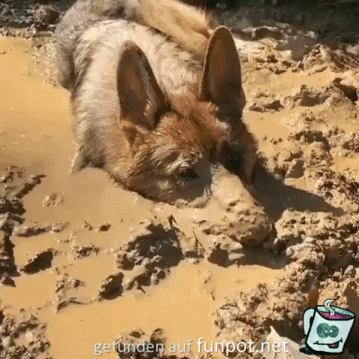 Hund nimmt Schlammbad