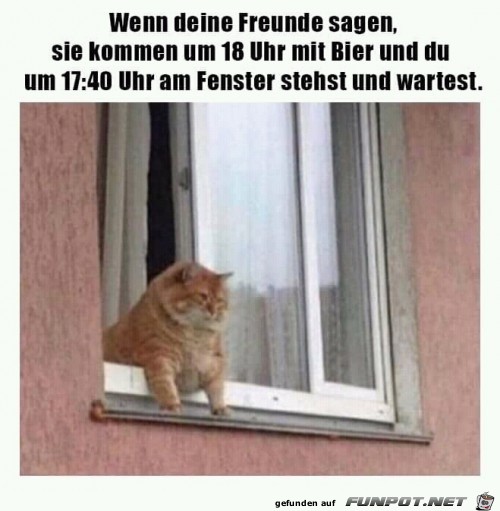 Katze kann es kaum erwarten