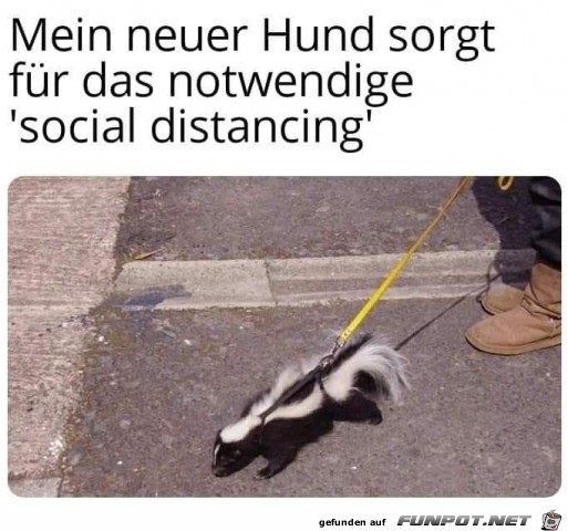 Mein neuer Hund