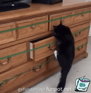 Katze will in Schublade