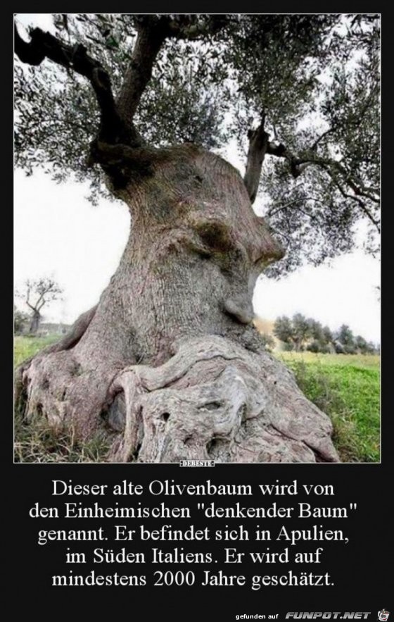 denkender Baum