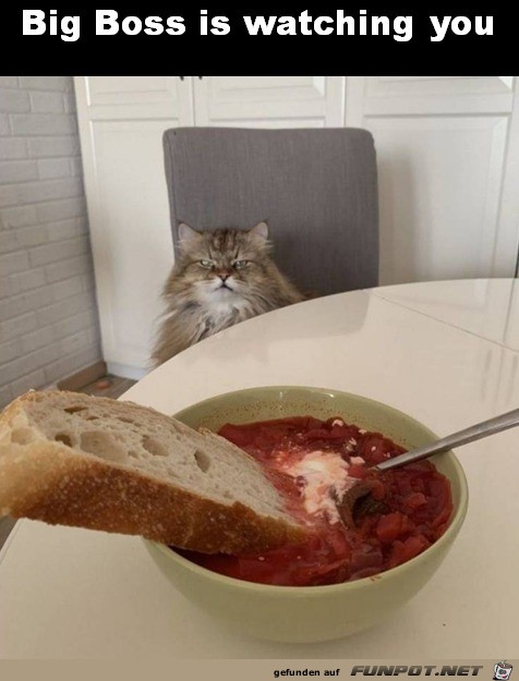 Katze beobachtet dich