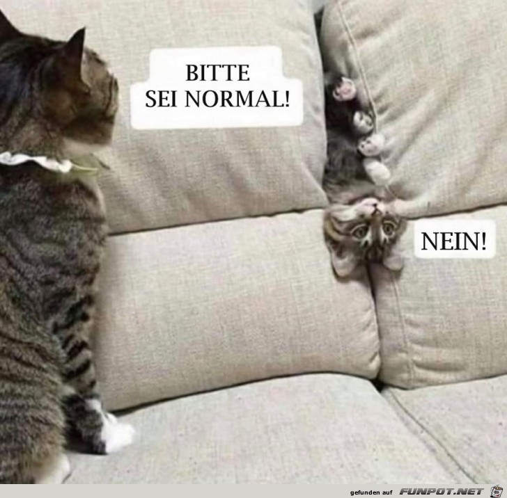 Kleine Katze - bitte sei normal