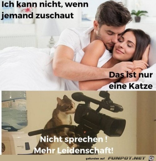 Die Katze schaut zu