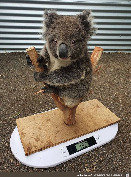 Koala wird gewogen