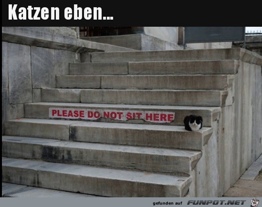 So sind Katzen eben