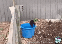 Katze holt sich Wasser aus dem Eimer