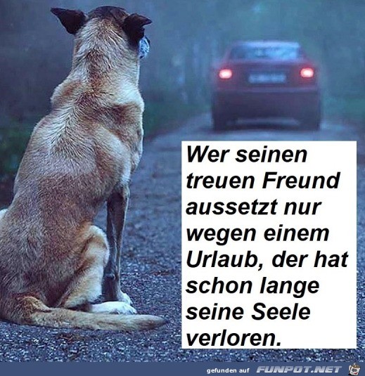 Hund aussetzen geht gar nicht