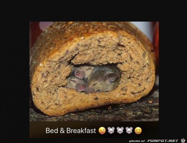 Bed & Breakfast