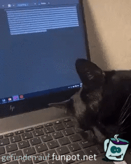 Katze schlft auf Laptop-Tastatur