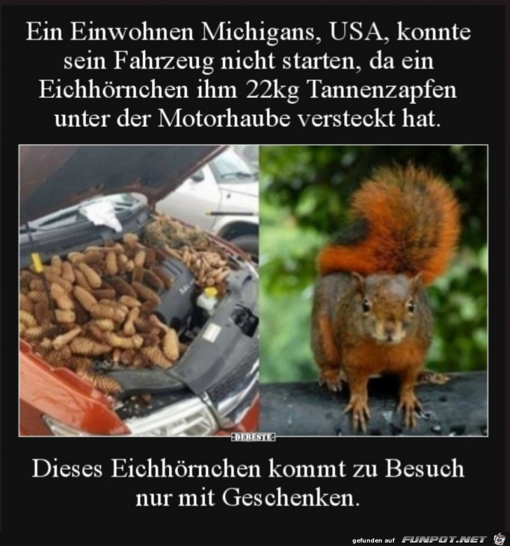 dieses Eichhrnchen kommt zu Besuch nur mit Geschenken