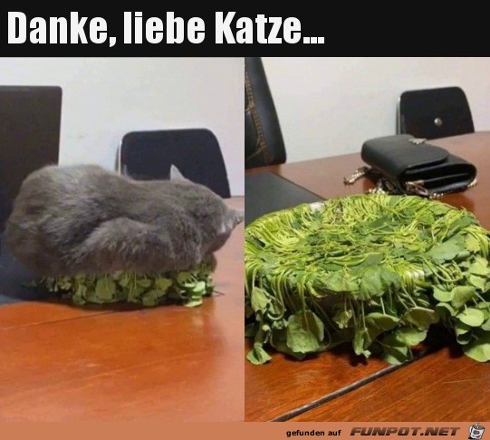 Ein Dank an die Katze