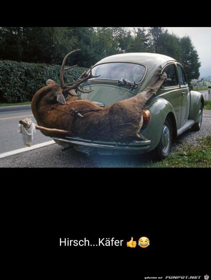 Hirsch Kaefer
