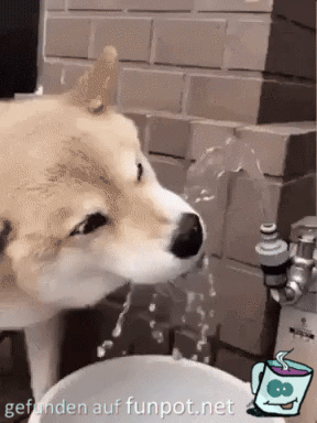 Hund freut sich ber Wasser