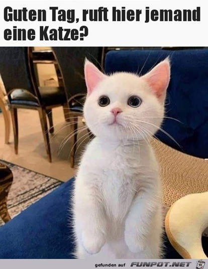 Ruft hier jemand eine Katze?