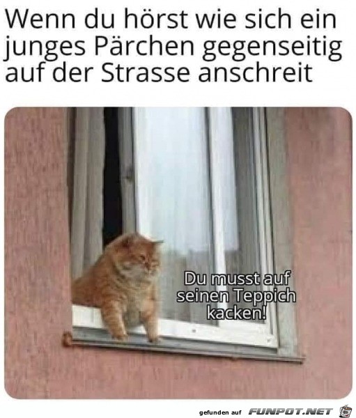 Tipp von einer Katze