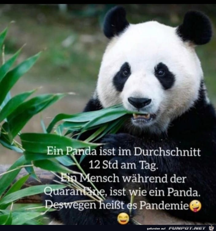 Ein Panda