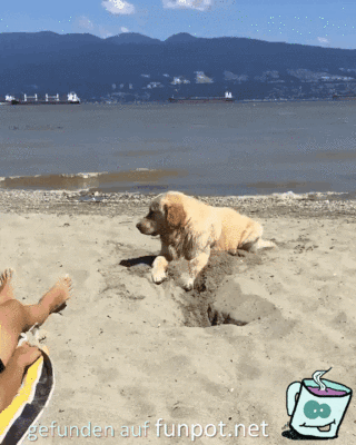 Hund buddelt Loch im Sand
