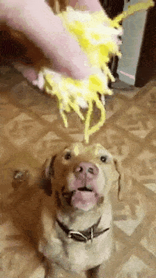 Hund bekommt leckere Spaghetti