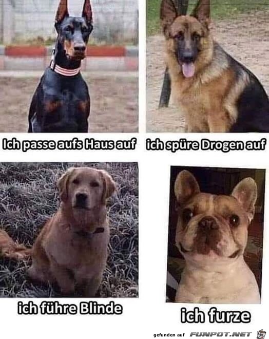 Die verschiedenen Hunde-Eigenschaften