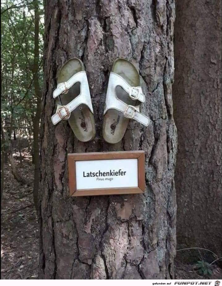 Latschenkiefer