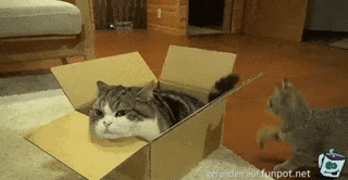 Entspannte Katze im Karton