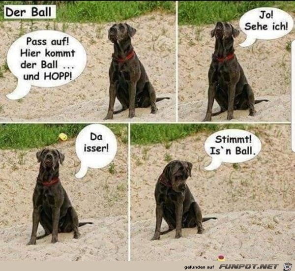 Toller Ball