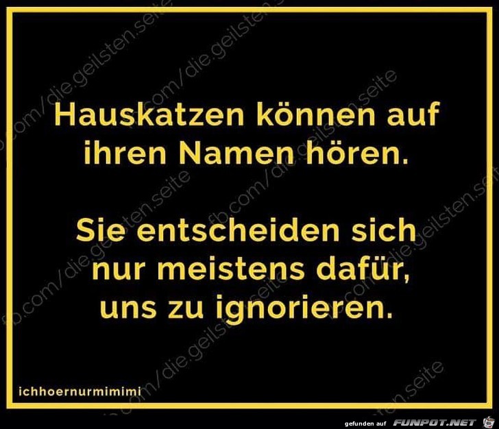 Hauskatzen Hauskatzen