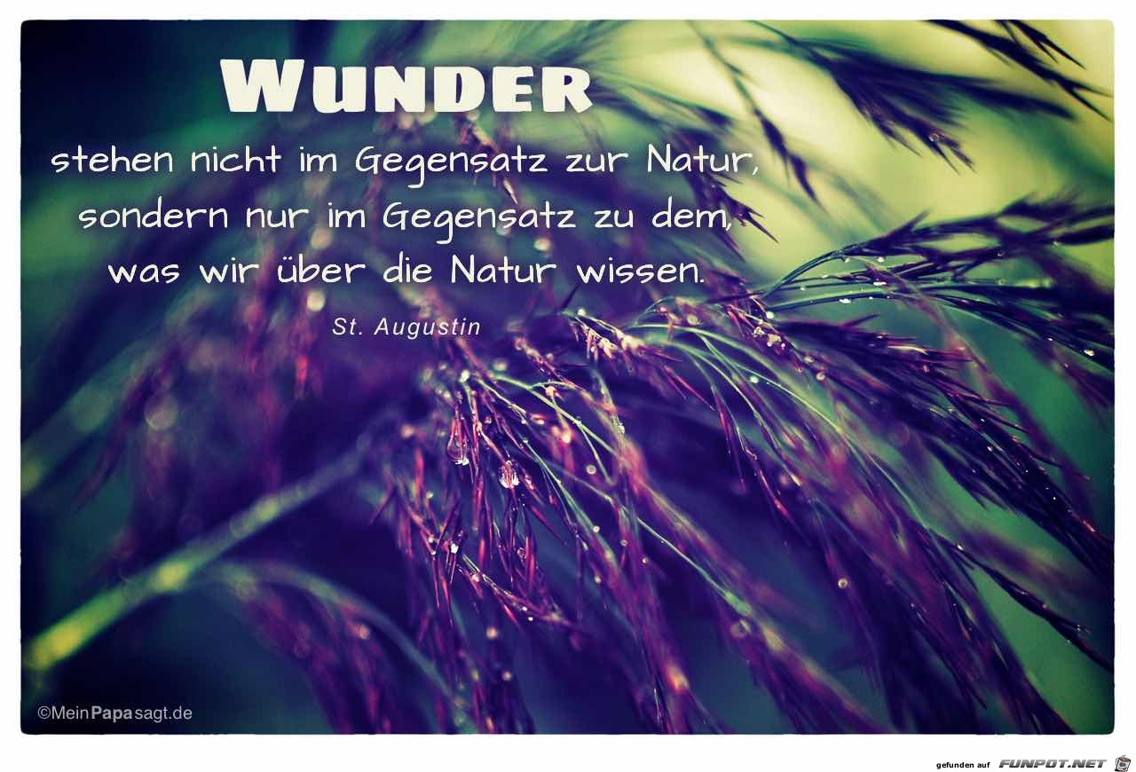 Wunder