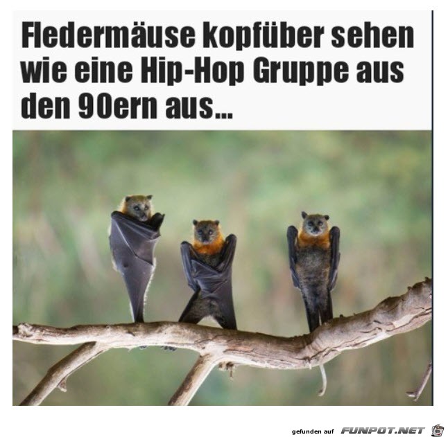 Fledermuse kopfber