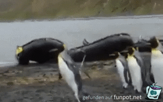 Drollige Pinguine