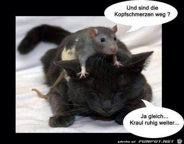 Sprueche Kopfschmerzen