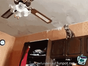 Katze springt auf Deckenventilator