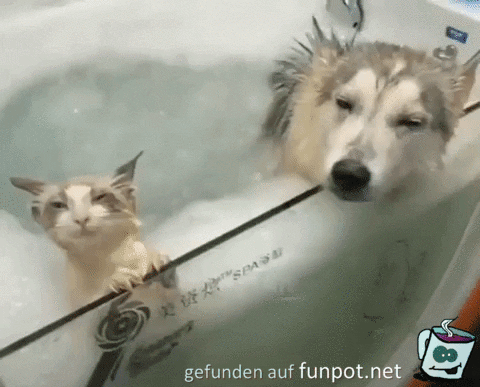 Tiere chillen im Whirlpool