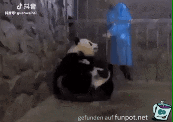Panda-Mutter abgelenkt