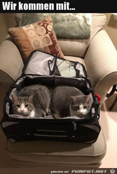 Katzen wollen mit in den Urlaub