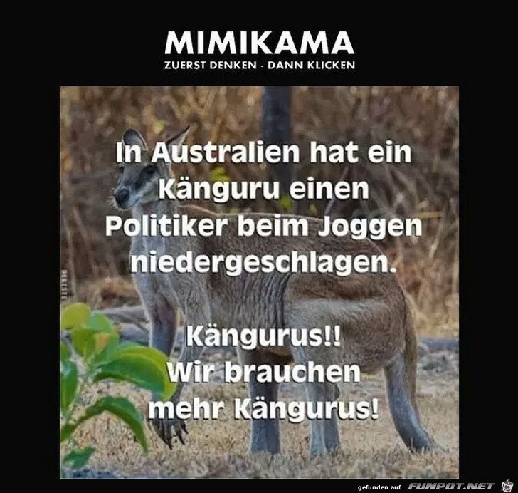Mehr Kängurus Mehr Kängurus