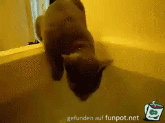 Katze fllt in Badewanne