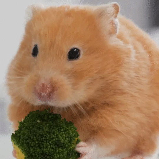 Hamster mag Brokkoli