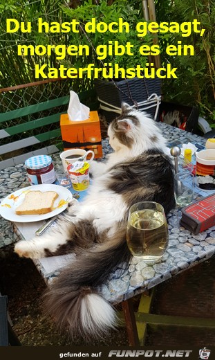 Katerfruehstueck