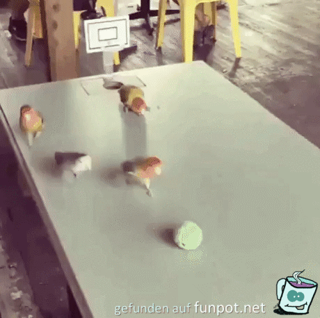 Papageien spielen Basketball