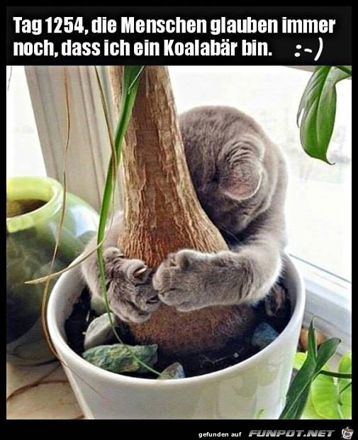 Ich bin ein Koalabr