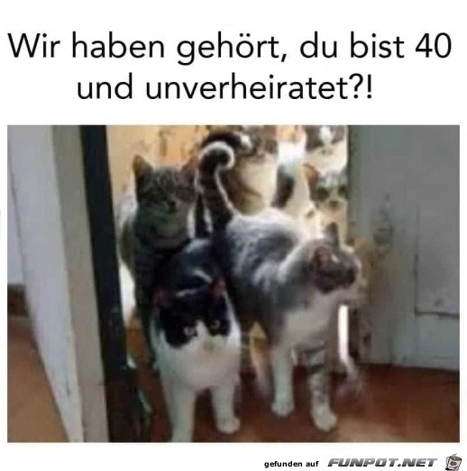 Katzen-Invasion