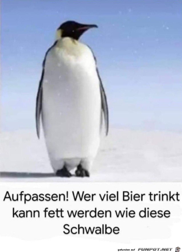 Wer Viel Bier Trinkt Kann Fett Werden