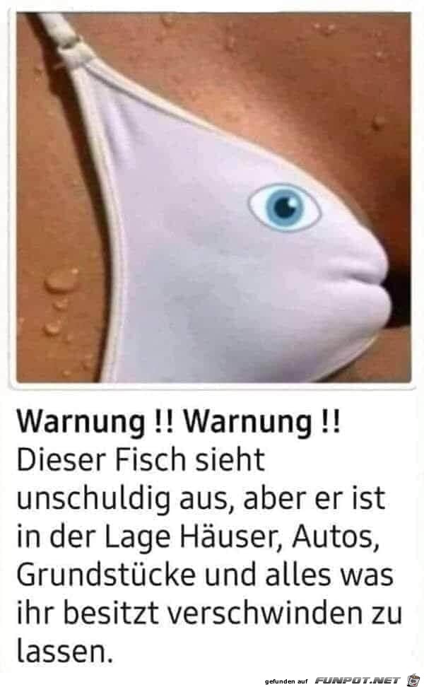 Zauberfisch Zauberfisch