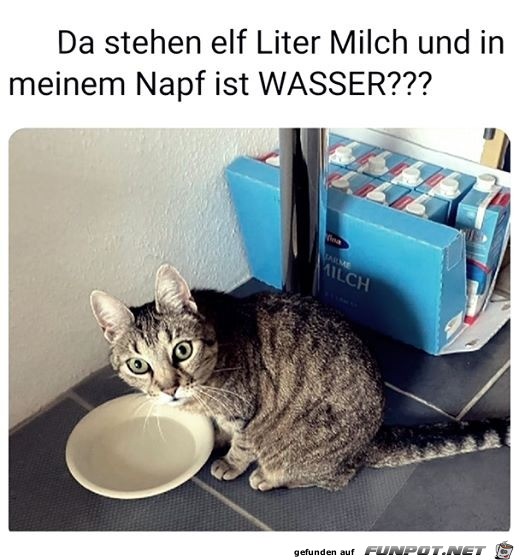 Wieso ist nur Wasser in meinem Napf?